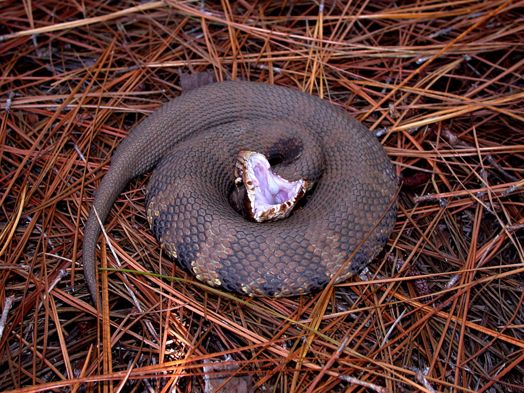 Ular batu, atau yang biasa dikenal dengan nama cottonmouth atau water moccasin