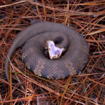 Ular batu, atau yang biasa dikenal dengan nama cottonmouth atau water moccasin