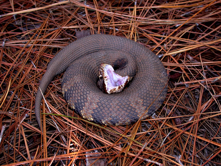 Ular batu, atau yang biasa dikenal dengan nama cottonmouth atau water moccasin