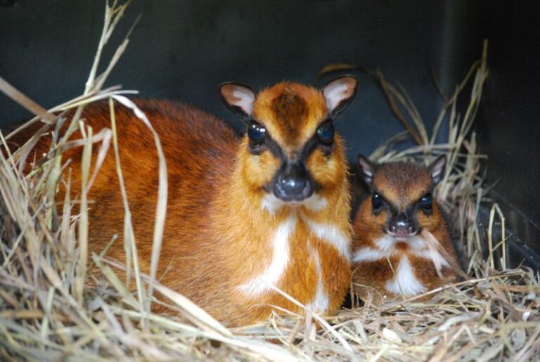 Kode Alam Mimpi Kancil