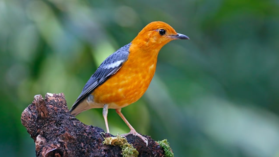 Cuplikan-layar-2025-02-23-215248 Kode Alam Mimpi Burung Anis