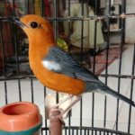 Kode Alam Mimpi Burung Anis