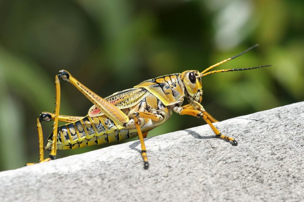 green grasshopper