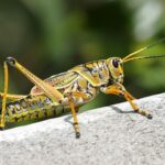 green grasshopper