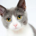 grey and white short fur cat