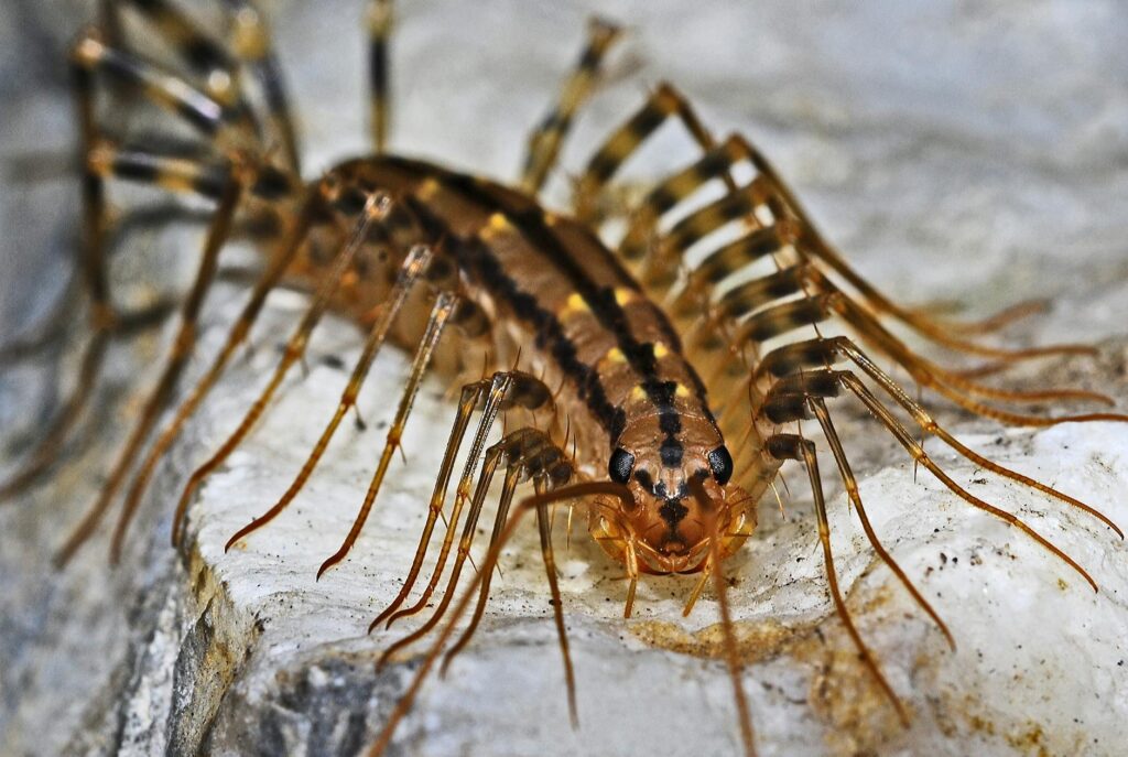 brown multi leg insect