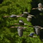flock of geese ion tilt shift lens