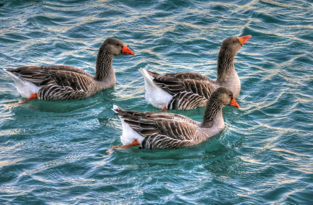 geese-water-birds-waterfowl-63330-1024x672 Kode Alam Mimpi Burung Angsa