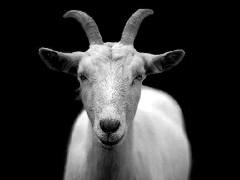 gray scale photo of goat