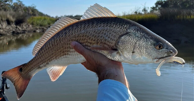 Kode Alam Arti Mimpi Ikan Gabus