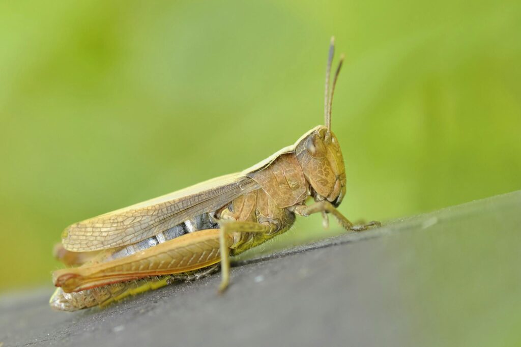 konik-grasshopper-insect-macro-67630-1024x682 Kode Alam Mimpi Belalang