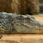 black crocodlie lying on ground
