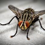 macro photo of black fly
