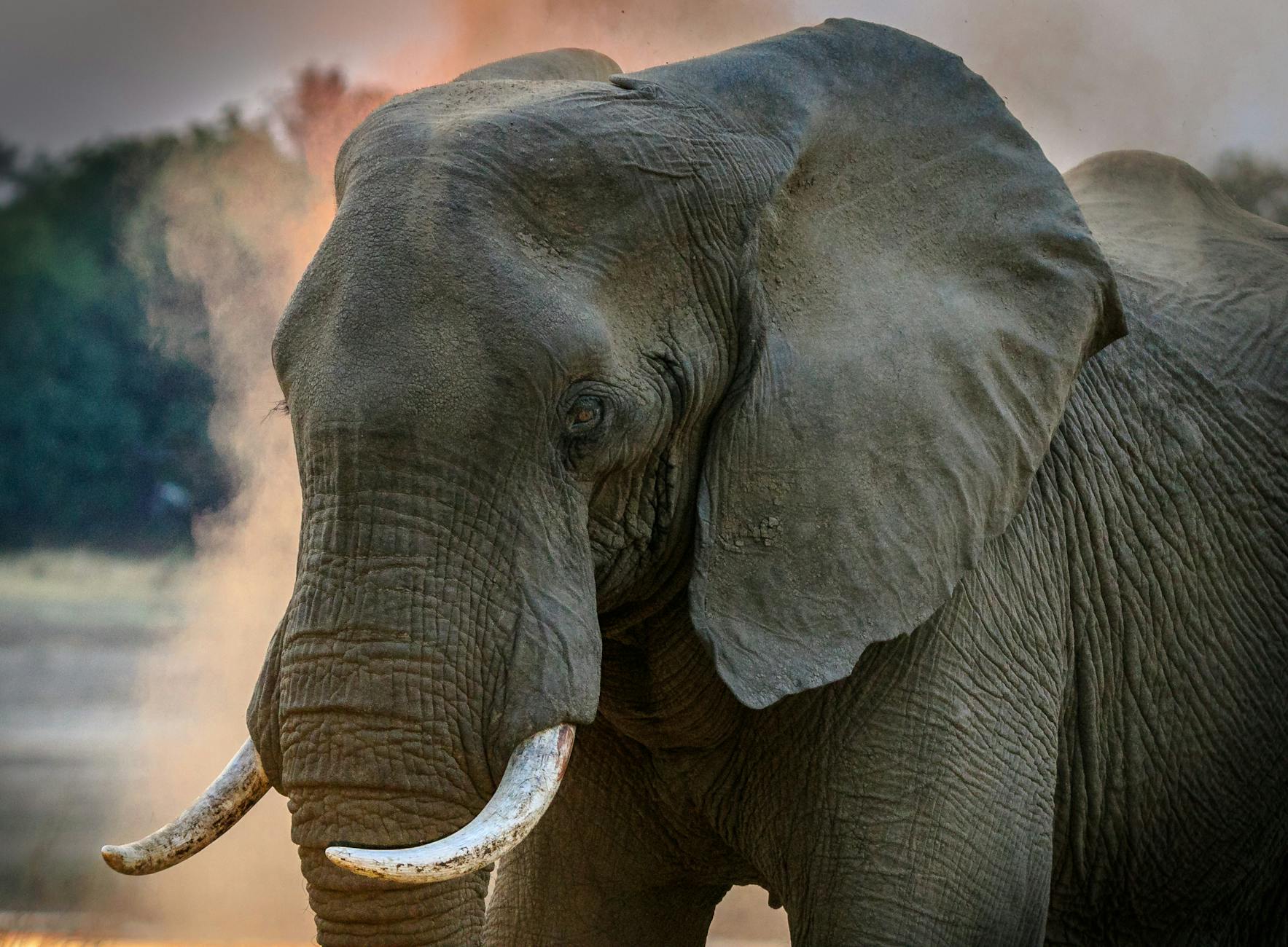 pexels-photo-1054666 Kode Alam Mimpi Gajah