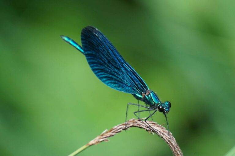 shallow focus photography of blue dragonfly