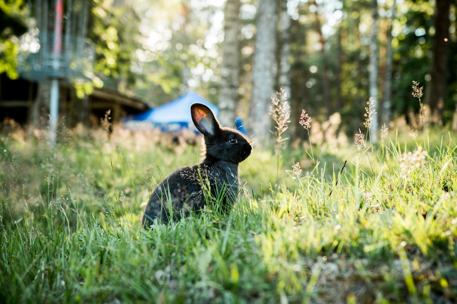 pexels-photo-1228439 Kode Alam Mimpi Kelinci