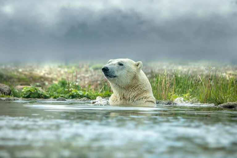 close up shot of a polar bear swimming in body of water