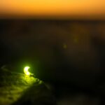 small luminiscent item at sunset