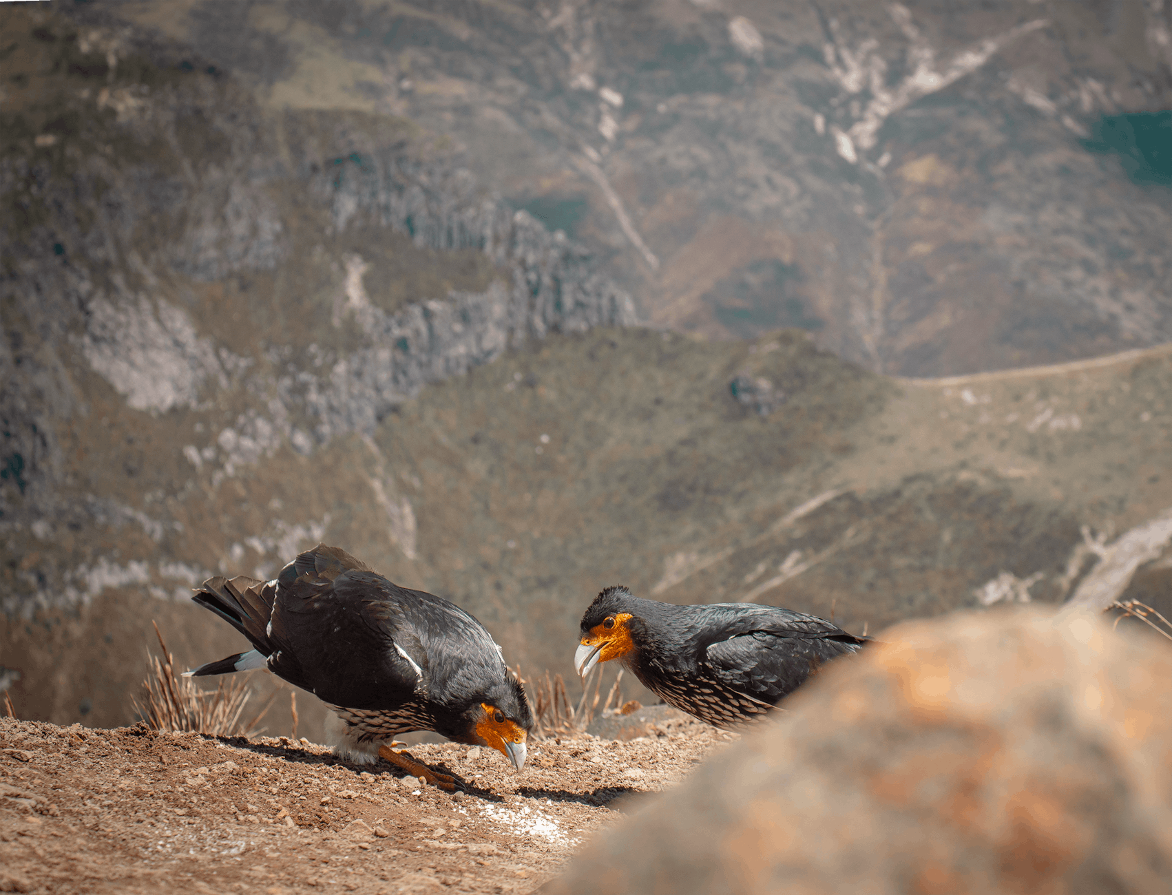 pexels-photo-13233644 Kode Alam Mimpi Burung Alpine