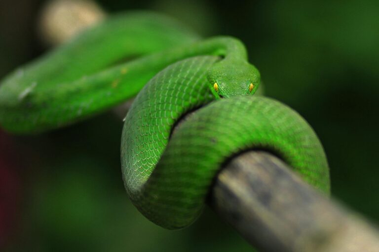 green snake on a wooden railing