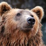 brown bear