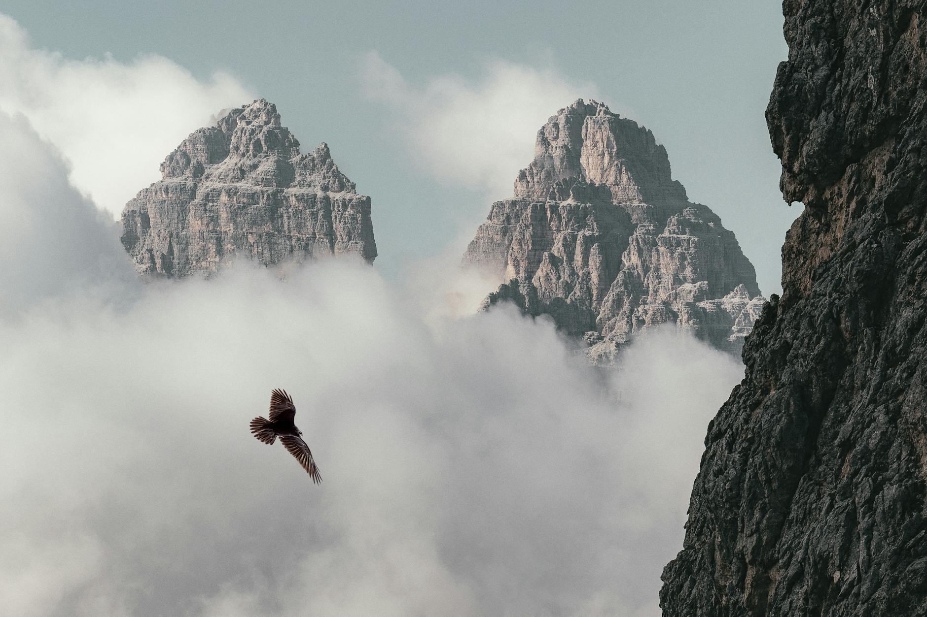 pexels-photo-1612371 Kode Alam Mimpi Burung Alpine