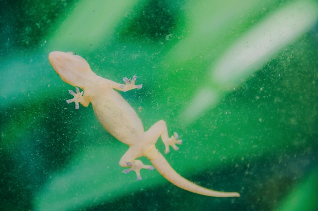 white lizard