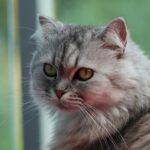 close up photography of cat