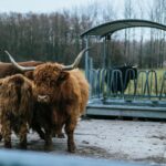 herd of brown bison on gray concrete surface