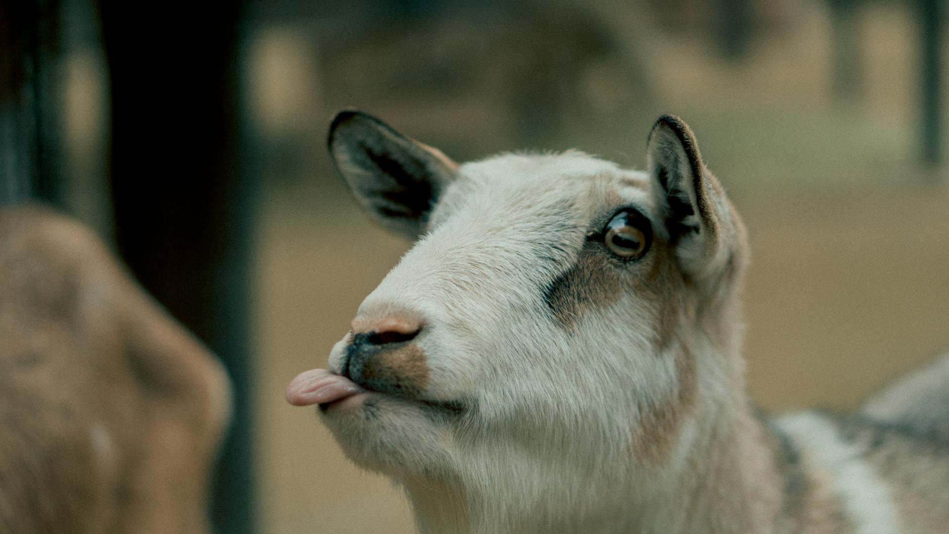 pexels-photo-1773181 Kode Alam Mimpi Kambing