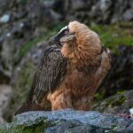 bearded vulture perching on a rocks