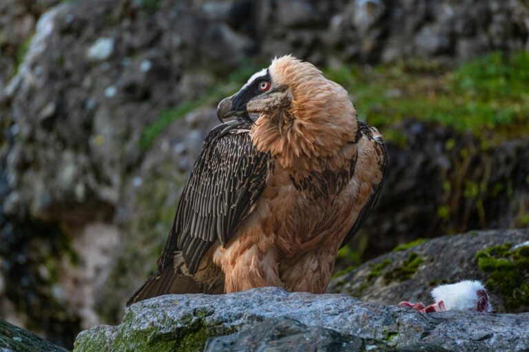 bearded vulture perching on a rocks