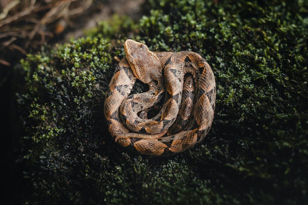 pit viper snake on grass
