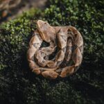 pit viper snake on grass