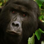 close up photo of black gorilla