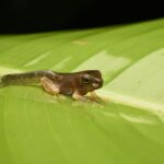 tadpole on green leaf