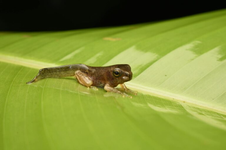 tadpole on green leaf