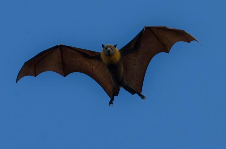 view of a flying bat