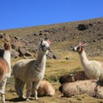 alpacas on grassland