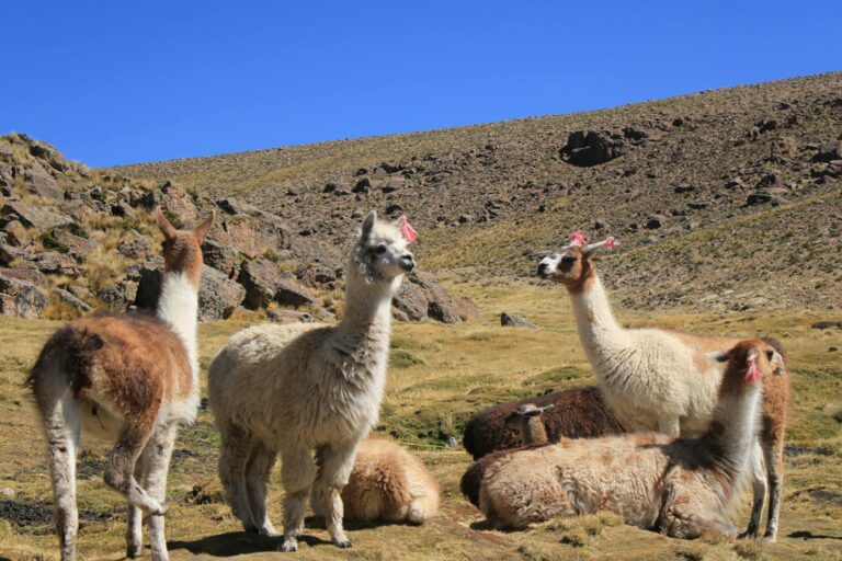 alpacas on grassland