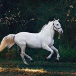 white horse on green grass