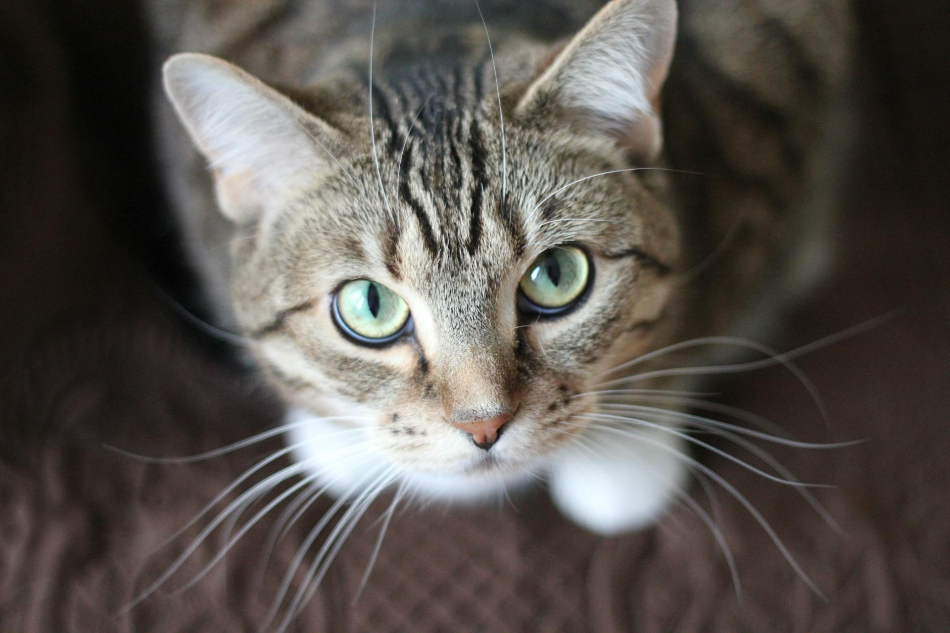 pexels-photo-2 Kode Alam Mimpi Kucing