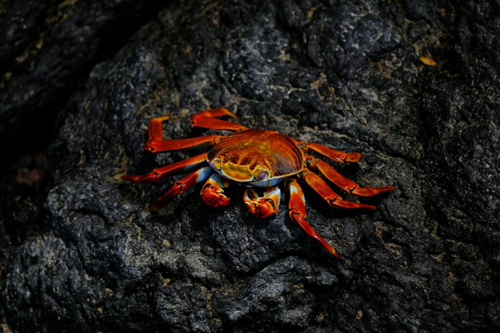 pexels-photo-2289652-1024x682 Kode Alam Mimpi Ketam