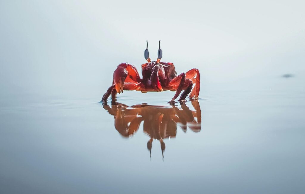 pexels-photo-2315808-1024x653 Kode Alam Mimpi Ketam
