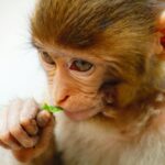 baby monkey eating a leaf