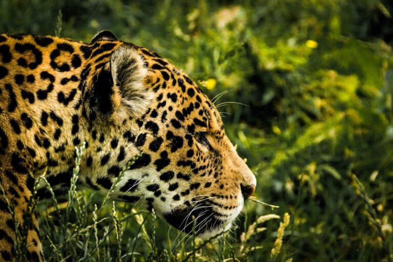 brown leopard on green grass