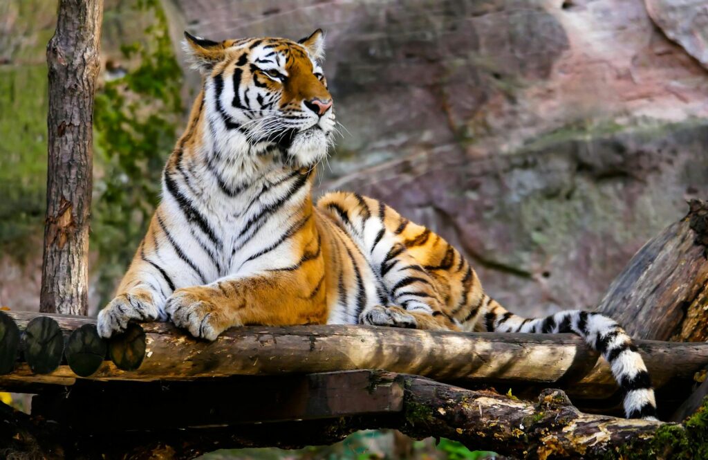pexels-photo-236601-1024x665 Kode Alam Mimpi Macan