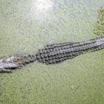 snake on floor