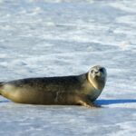 photo of gray seal on ice