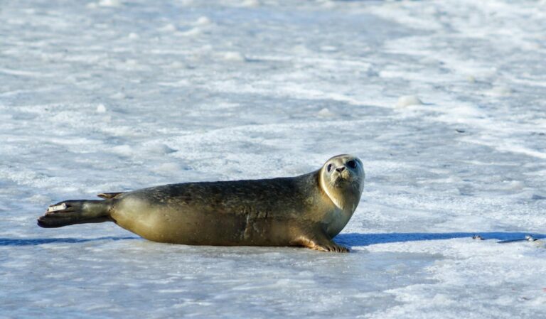 photo of gray seal on ice